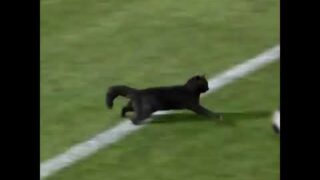 Black cat runs on field AND SCORES A GOAL